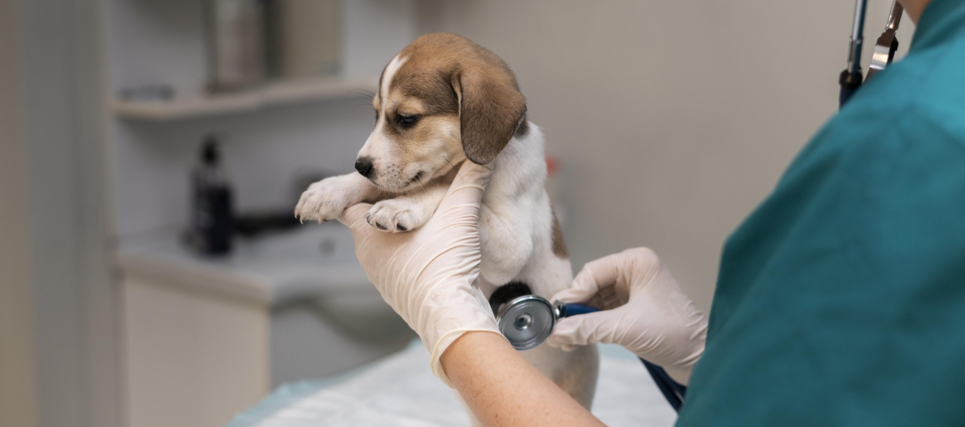 La Importancia de un Seguro para Mascotas