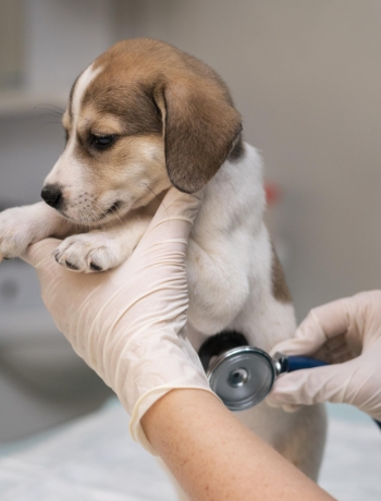 La Importancia de un Seguro para Mascotas